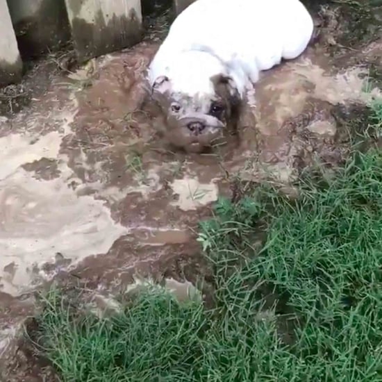 Video of Puppy Tracking Mud in the House