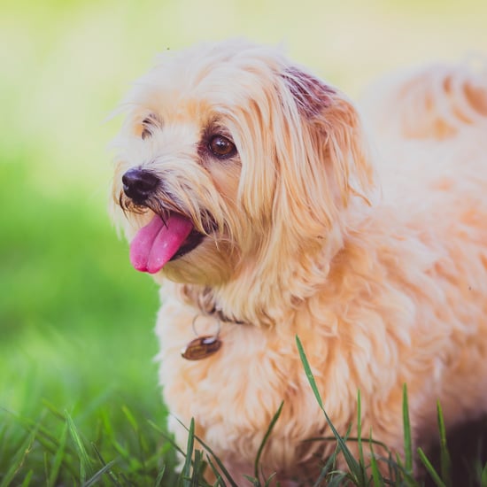 Heart-Healthy Foods For Dogs