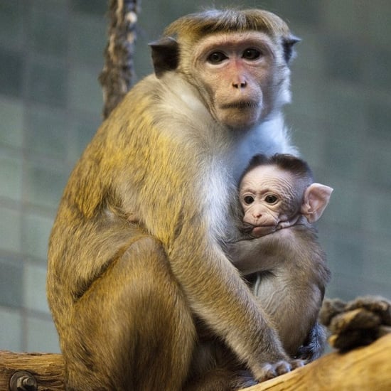 Baby Macaque Pictures