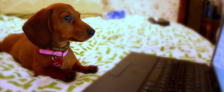 How to Set Up a Puppy Cam