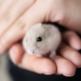 Here's Exactly What to Do If Your Hamster Won't Come Out of Hiding