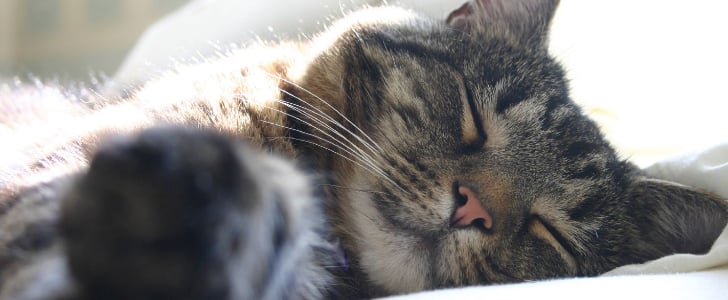 Sleeping Cats