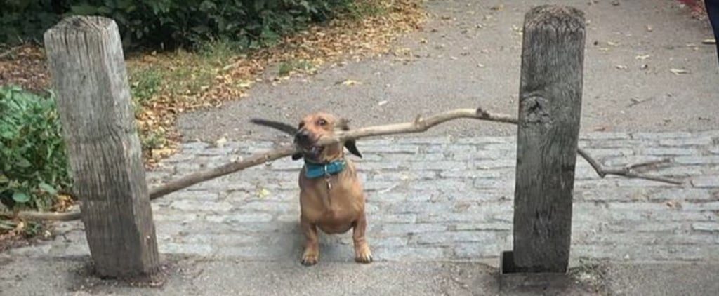 Video of Bosco the Dachshund Carrying a Large Stick