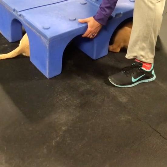 Golden Retrievers Holding Hands Under a Box | Video