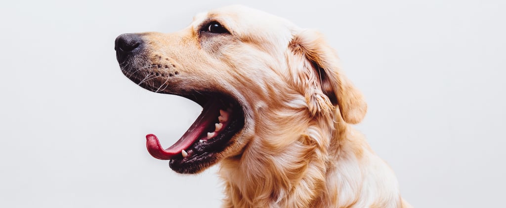 Pet-Sitter Traits