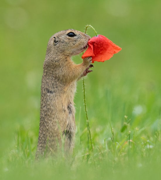 Photos of Squirrel Smelling Flowers From Dick van Duijn