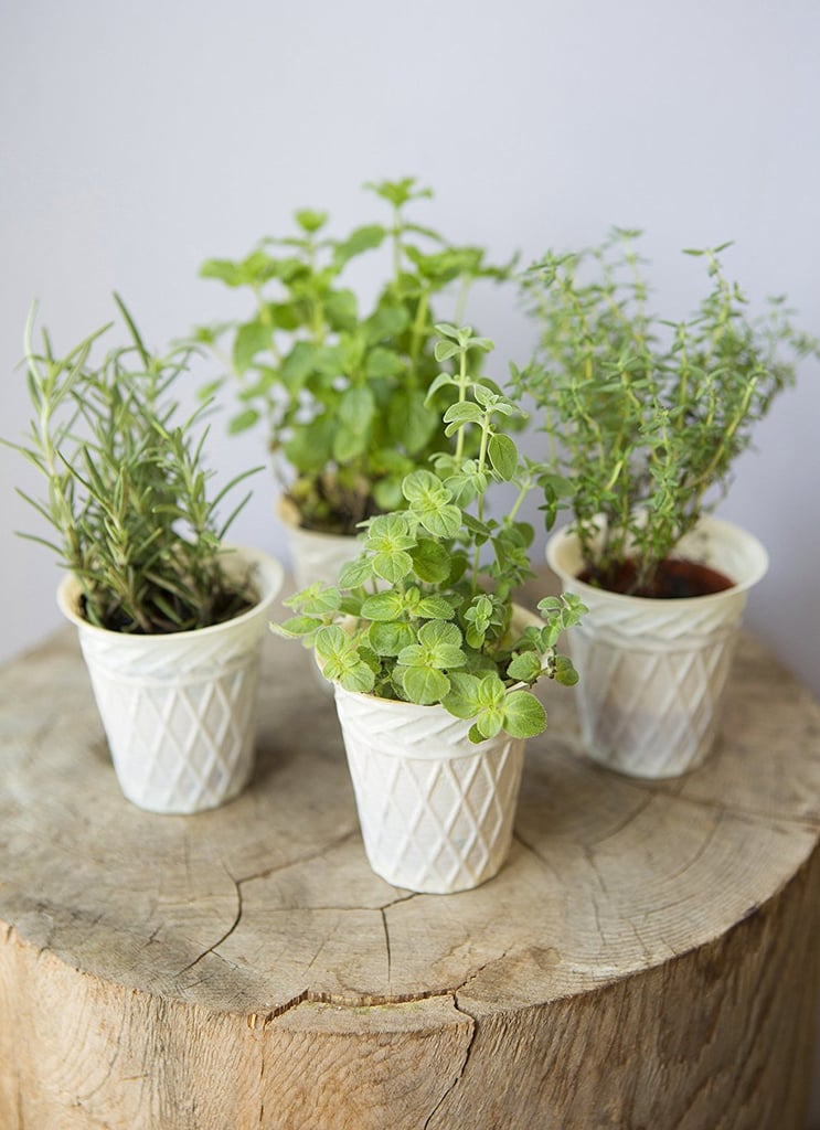 KaBloom Live Plant Collection