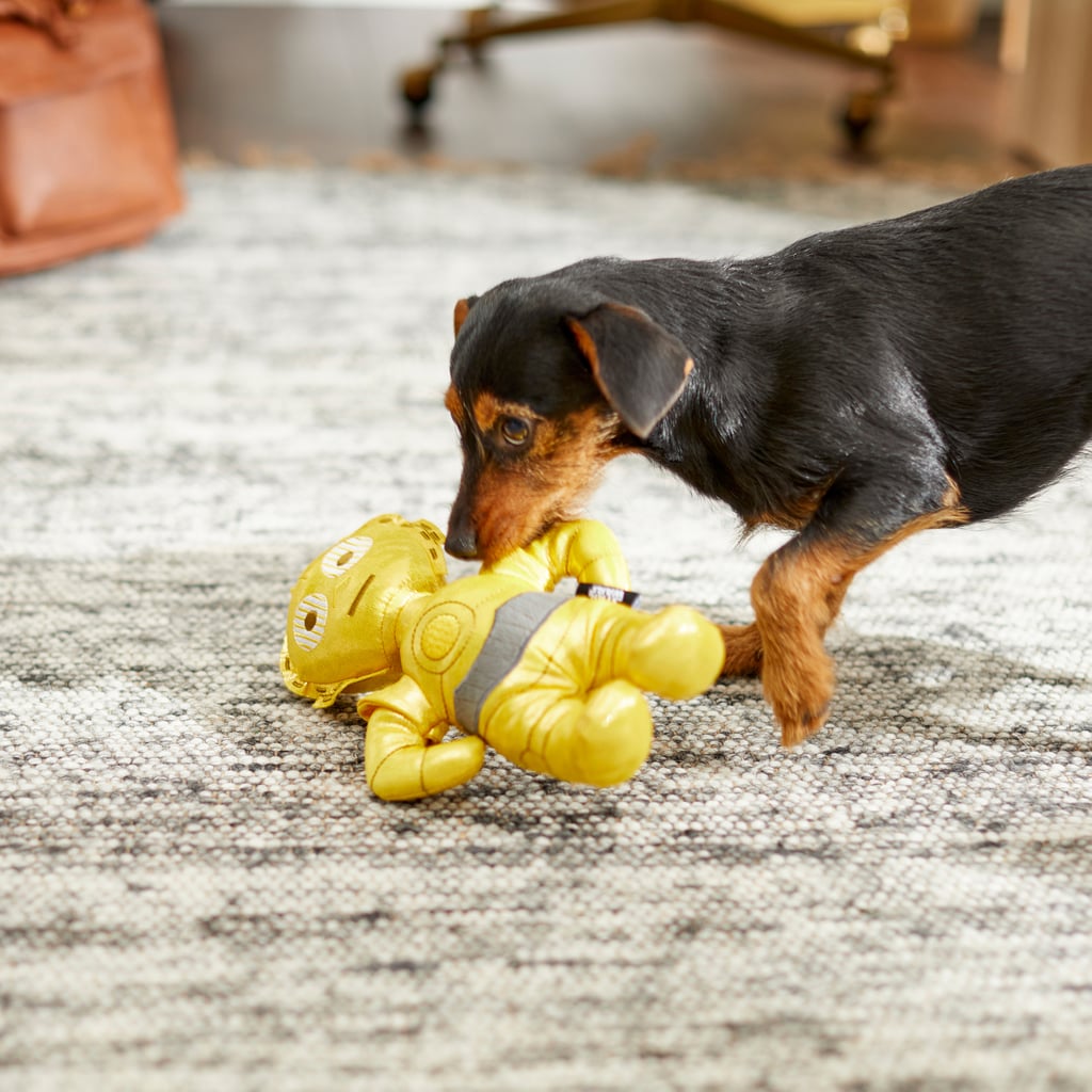 Congo 2025 dog toy