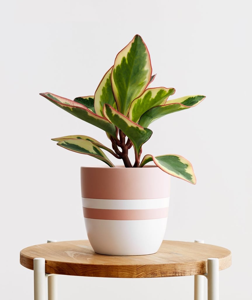 Ginny Peperomia