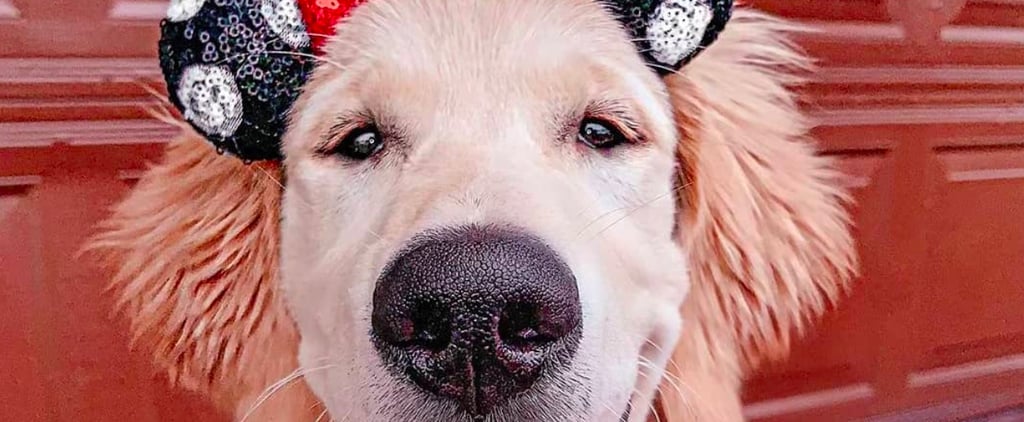 Cutest Golden Retriever Photos