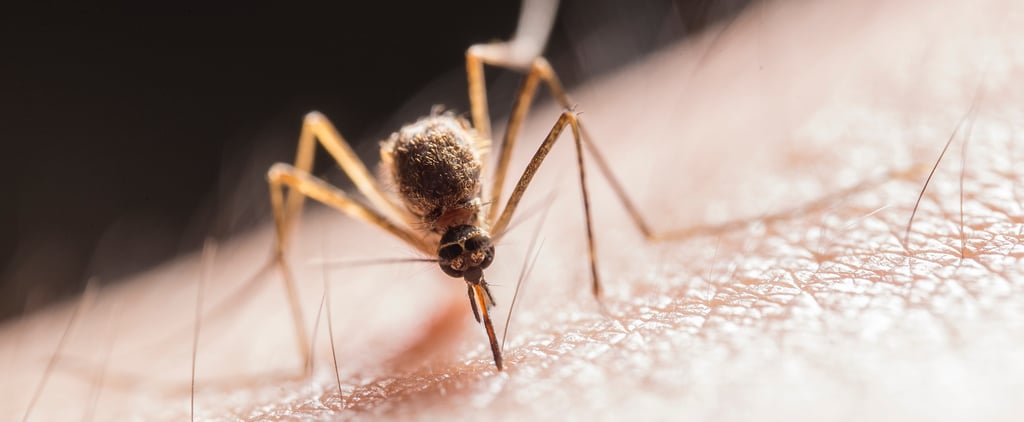 What Causes Malaria? Plus Symptoms and Treatment Options