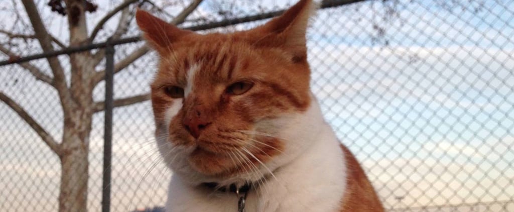 Cat Gets Student ID
