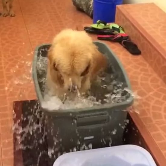 Dog Playing in Water GIF