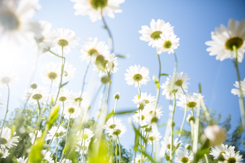 The smell of fresh flowers.