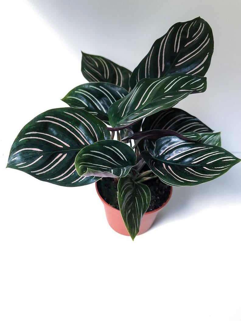 Calathea Ornata