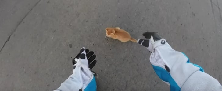 Woman Saves Kitten From Road | Video