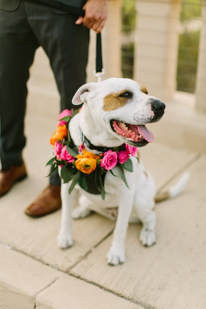 Dogs in Weddings