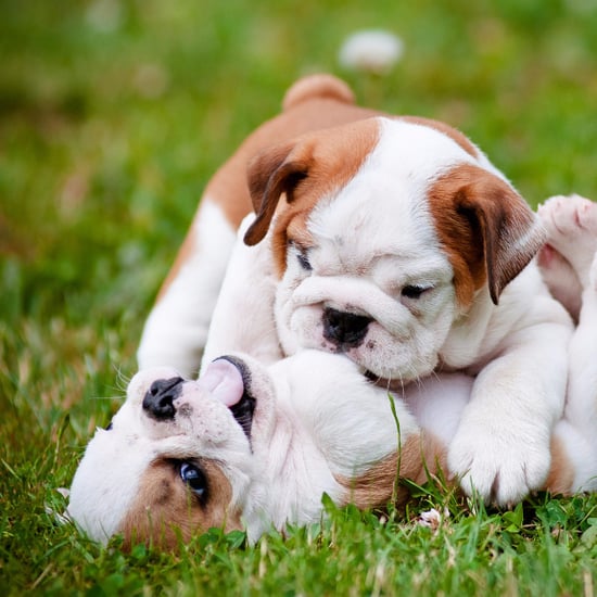 Most Popular Dog Names of 2014