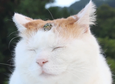 Just a cat and a frog