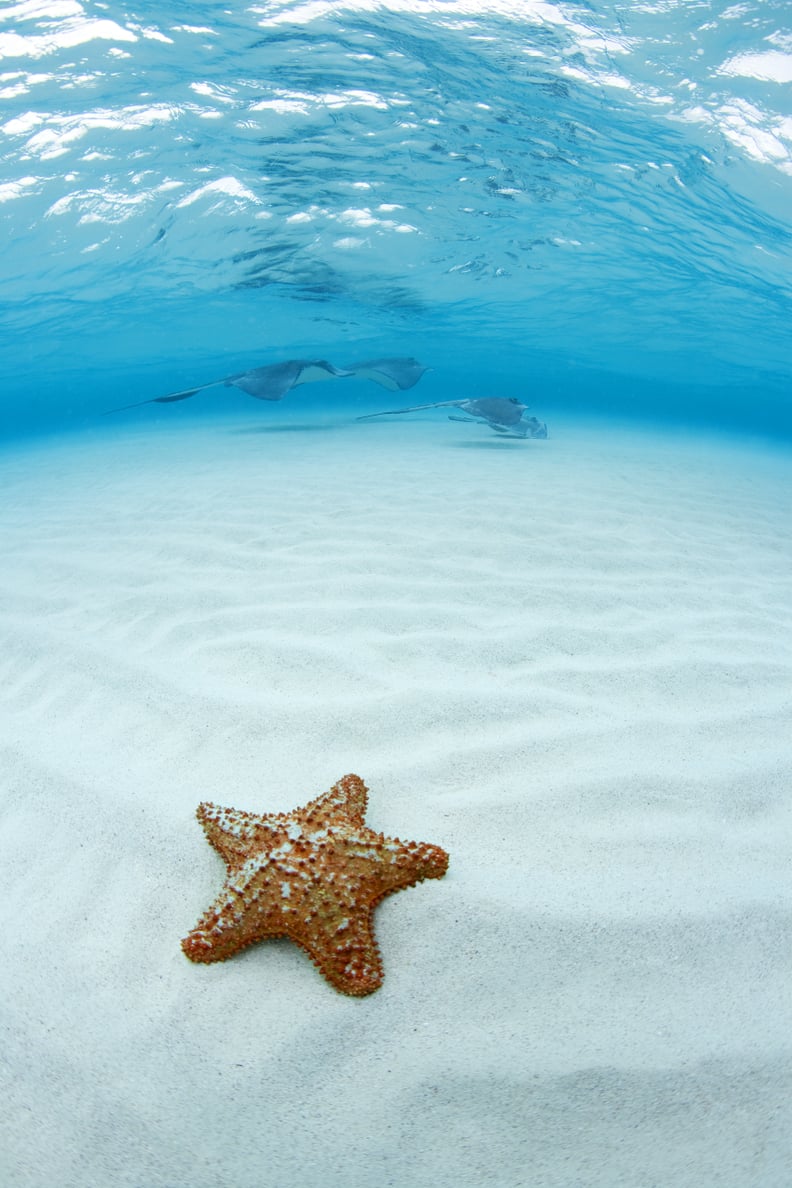 You Can Hang With Starfishes at Starfish Point