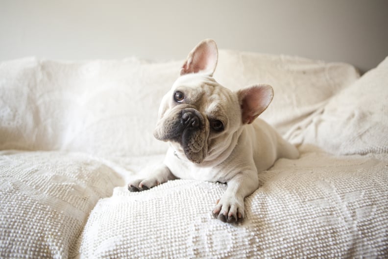 Which Dog Breed Are You by Zodiac Sign | POPSUGAR Pets