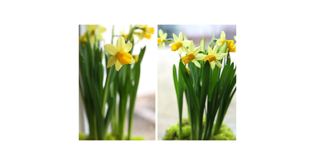Best Bulbs for Forcing How to Force Flower Bulbs POPSUGAR Home Photo 3