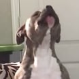 Please Stop What You're Doing to Watch This Adorable Dog "Sing" to His Favorite Song