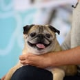 TikTok Star Noodle the Pug of "No Bones Day" Fame Dies at Age 14
