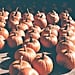 Tweets About Pumpkin Spice Flavor