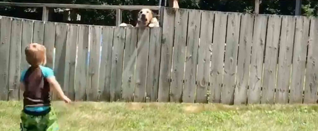 This Video of a Toddler Playing Fetch With His Neighbor's Dog Over a Fence Is Just Too Pure