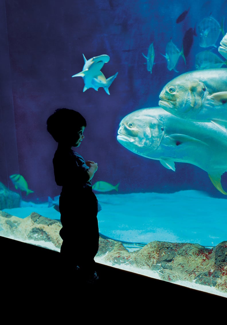 Tennessee Aquarium: Chattanooga, TN