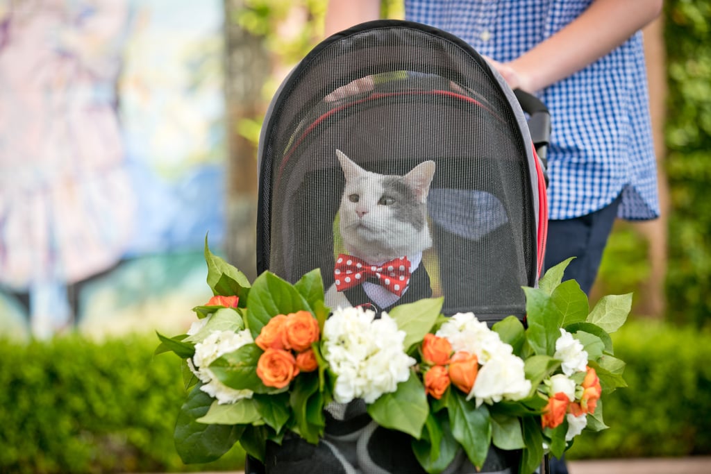 Cat Ring Bearer Wedding