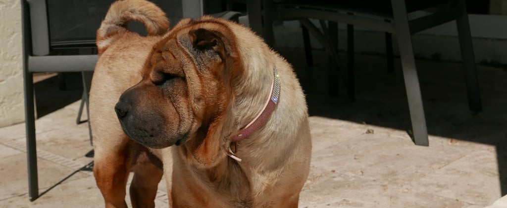 Should I Pay For Puppy Training?