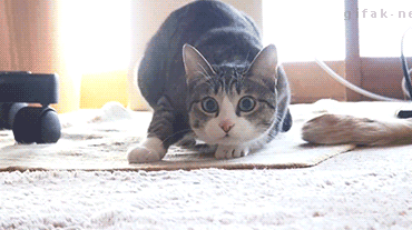 Wiggle challenge in 3, 2, 1 . . . | Funny Cat GIFs | POPSUGAR Tech Photo 7