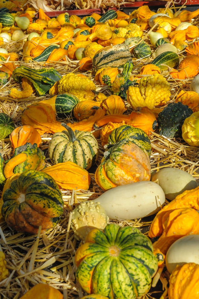 Harvest Pumpkins iPhone Wallpaper