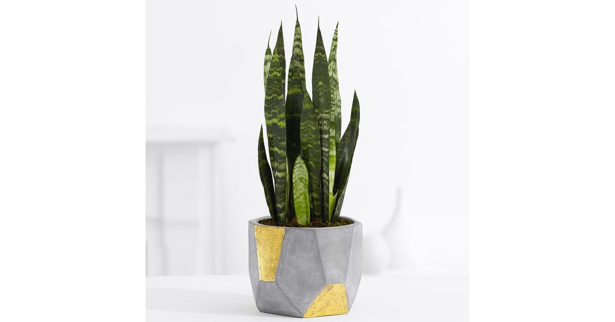 ProPlants Sansevieria "Breathe Happier" Plant | Self-Care ...
