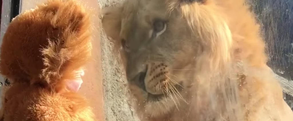 Baby Dressed as a Lion Meets Real Lion Video