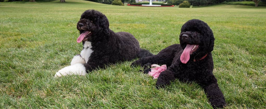 Pictures of Bo and Sunny Obama