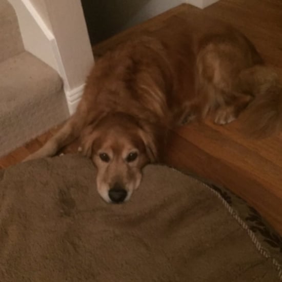 Dog Watching Dog Videos