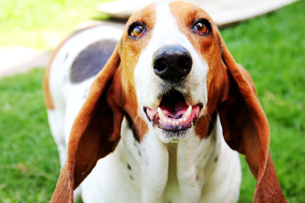 Cute Pictures of Basset Hounds POPSUGAR Pets Photo 11
