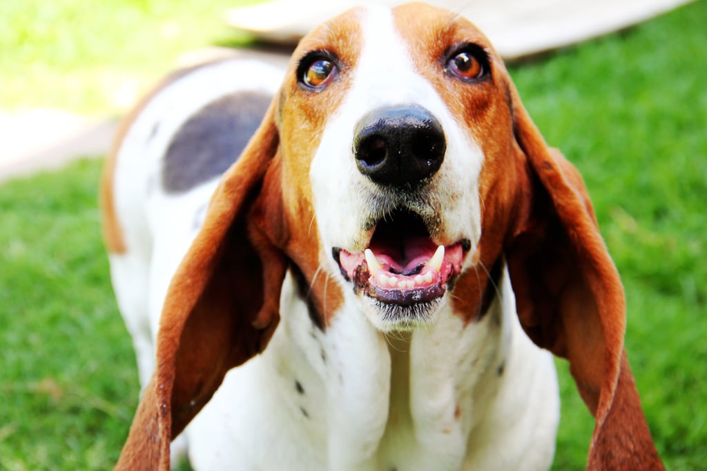 Cute Pictures of Basset Hounds