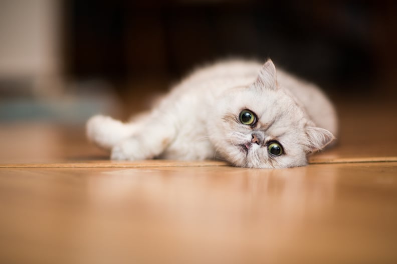 17 Best Cat Breeds For First-Time Owners | PS Pets