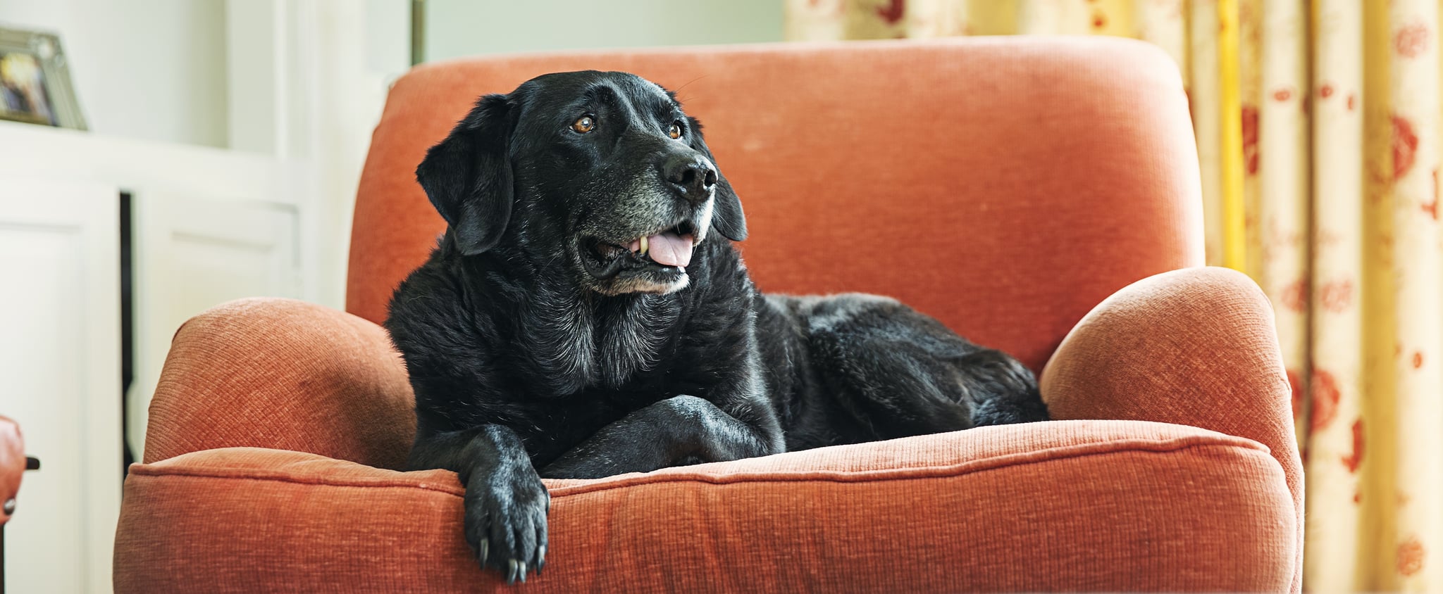 Why do animals age faster than humans