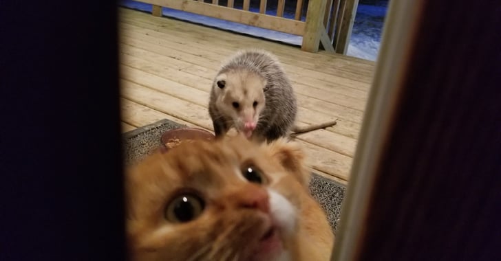 Possum Steals Cat's Dinner | POPSUGAR Family
