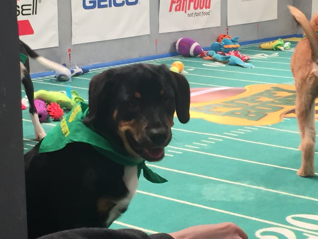 Behind the Scenes at the Puppy Bowl