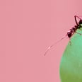 再见,bug !这个DIY Ant杀手摆脱害虫没有时间(没有严厉的化学物质)