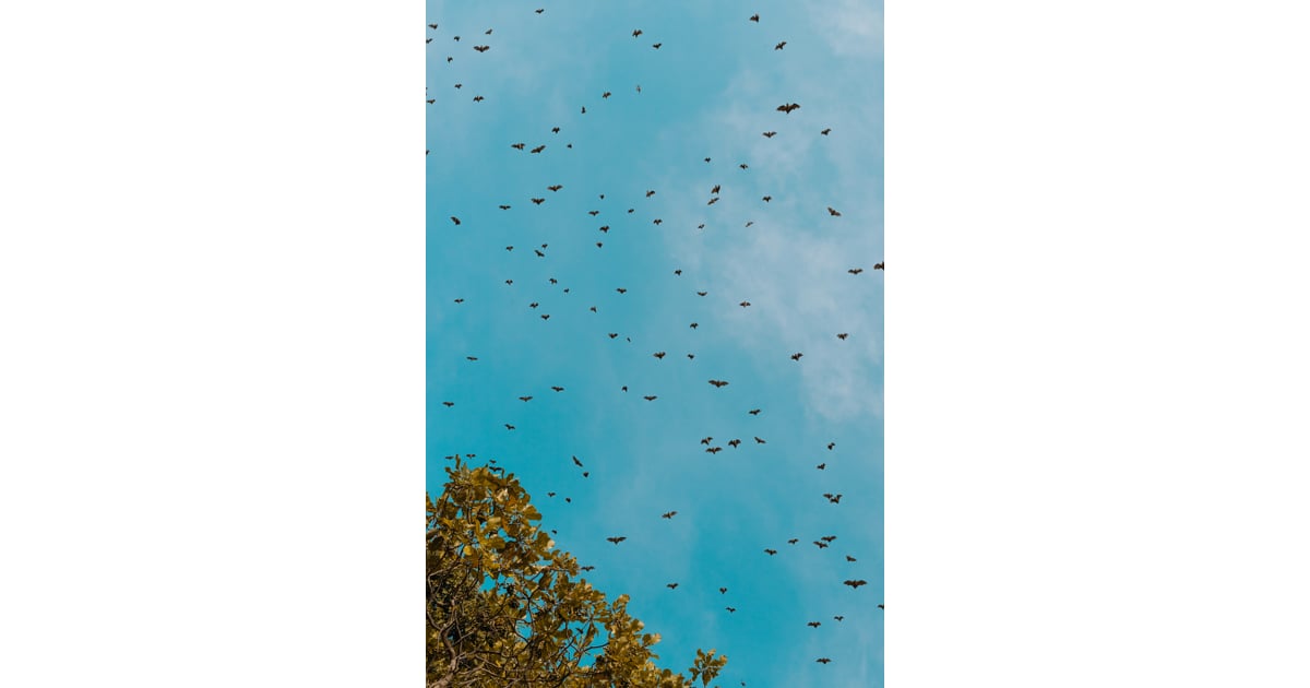 Flying Bats iPhone Wallpaper Best Halloween Phone Wallpapers