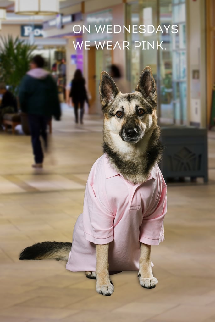 Dogs Dressed as Mean Girls Characters