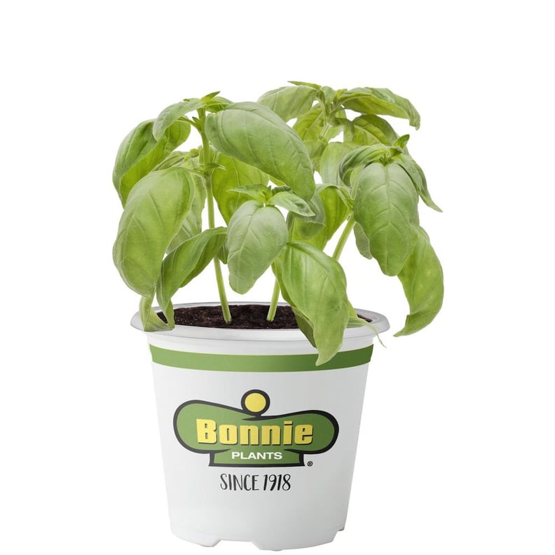 Basil Herb Plant