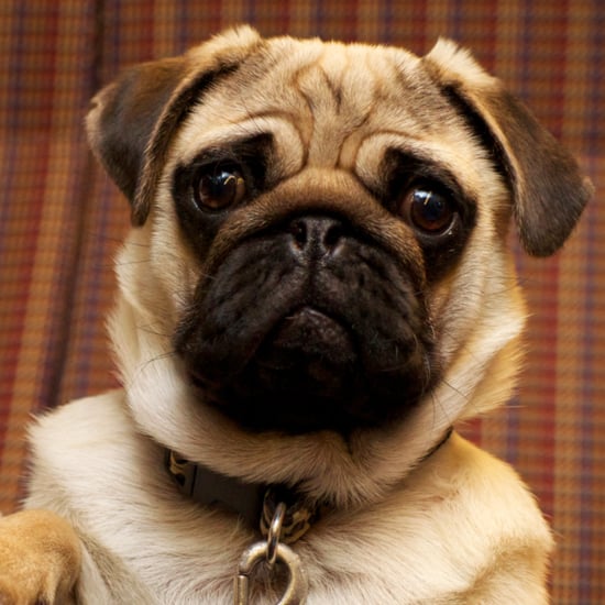 Cute Dog GIFs